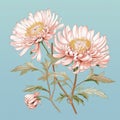 Historical Illustrations: Pink Chrysanthemum Flowers On Blue Background