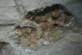 Geological finds from an open limestone quarry. RÃ¼dersdorf bei Berlin, Germany