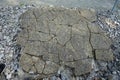 Geological finds from an open limestone quarry. RÃ¼dersdorf bei Berlin, Germany