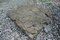 Geological finds from an open limestone quarry. RÃ¼dersdorf bei Berlin, Germany