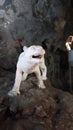 Historical manequin in the jatijajar cave
