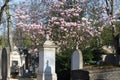 Historical Paris graveyard with springtime magnolia flower tree Royalty Free Stock Photo