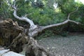 Historical place of kutch, Gujarat, India, Natural green tree, use for background