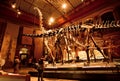 Historical skeletons of Brachiosaurus and Diplodocus in Dinosaur Hall