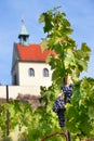 Historical St. Claire vineyards and chapel, Troja prague