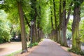 Historical Alley with Trees in Dusseldorf Kaiserswerth, Germany