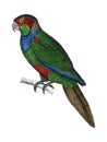 The History of the Earth and Animated Nature by Oliver Goldsmith 1774, a rare antique handcolored tableau of two parakeets. Digi Royalty Free Stock Photo