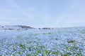 Hitachi Seaside Park