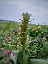 Hitchenia caulina, Chavar plant. Genus of plants in the ginger family wild Flowers at Kas Plateau.