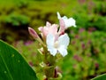 Hitchenia Caulina, a species of flower found in Kaas Plateau Royalty Free Stock Photo