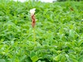 Hitchenia Caulina, a species of flower found in Kaas Plateau Royalty Free Stock Photo