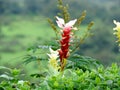 Hitchenia Caulina, a species of flower found in Kaas Plateau Royalty Free Stock Photo