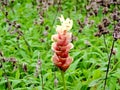 Hitchenia Caulina, a species of flower found in Kaas Plateau