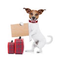 Hitchhiker dog Royalty Free Stock Photo