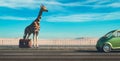 Hitchhiking concept. Giraffe with baggage on highway .