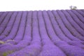 Hitchin lavender field, England