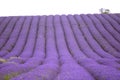 Hitchin lavender field, England Royalty Free Stock Photo