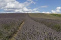 Hitchin Lavender Fields