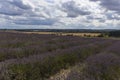 Hitchin Lavender Fields