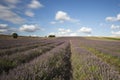 Hitchin Lavender Fields