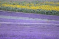 Hitchin lavender and sunflower field, England