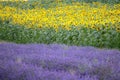 Hitchin lavender and sunflower field, England