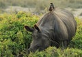 Hitching a Rhino Ride Royalty Free Stock Photo