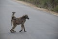 Hitching a ride Royalty Free Stock Photo