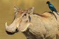 Hitching a ride - Warthog and Black-eared Starling Royalty Free Stock Photo