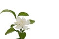 Hite common gardenia orcape jasmine flower