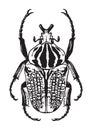 Hite illustration of a Goliath Beetle. Royalty Free Stock Photo