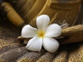 Hite Plumeria put on hand of golden statue,white flower