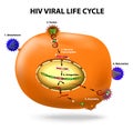 HIV replication cycle Royalty Free Stock Photo