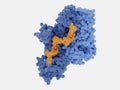 HIV-1 reverse transcriptase RT complexed with a 30 nucleoside inhibitor orange Royalty Free Stock Photo