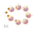 HIV viral life cycle Royalty Free Stock Photo
