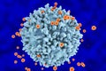 HIV viruses infecting T-lymphocyte