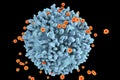 HIV viruses infecting T-lymphocyte