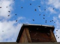 Honey bee hive on top of a roof