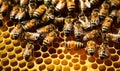 In the hive, bees work industriously, crafting perfect honeycomb cells Creating using generative AI tools