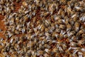 Hive with bees working on a hexagonal panel Royalty Free Stock Photo