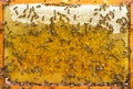 Hive frame with bees, honey and pollen