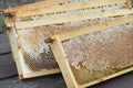 Honeycomb, bees, harvest time, frames Royalty Free Stock Photo
