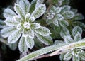 Hiver givre