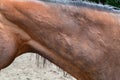 Hives or allergic wheels on a horses neck