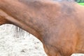 Hives or allergic wheels on a horses neck