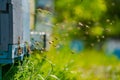 Hives in an apiary with bees flying to the landing boards. Apiculture. Bee smoker on hive.