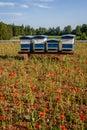 Hives of bees in the apiary with flowers. Painted wooden beehives with flying honey bees. Red poppies. European honey bee. Apis Royalty Free Stock Photo