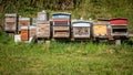 Hives of bees in the apiary. Painted wooden beehives with active honey bees. Bee yard in Switzeland Royalty Free Stock Photo