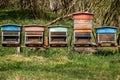 Hives of bees in the apiary. Painted wooden beehives with active honey bees. Bee yard in Switzeland Royalty Free Stock Photo