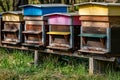 Hives of bees in the apiary. Painted wooden beehives with active honey bees. Bee yard in Switzeland